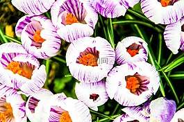 藏紅花,花,紫