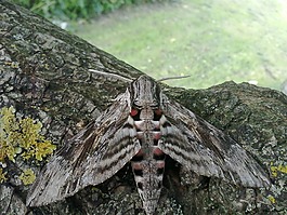 蝴蝶,昆蟲,關(guān)閉