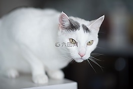白,貓,動物