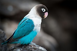 鳥,飛,動物