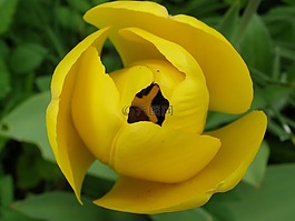 郁金香,開花,黃色