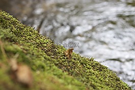 植物,綠色,苔