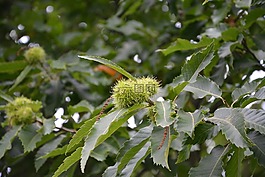 板栗,錯(cuò)誤,辣