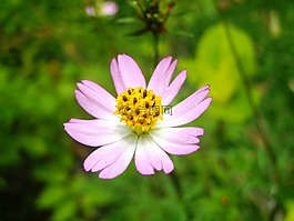 鮮花,金盞花,粉紅色
