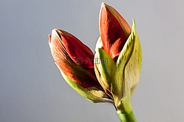 阿馬麗利斯,紅色,芽