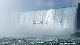尼加拉瀑布,大瀑布,鳥