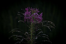 花,紫羅蘭色,花瓣