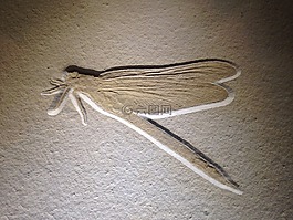 化石,蜻蜓,昆蟲