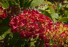 鮮花,繡球花,花園