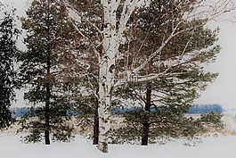 白樺樹,雪,覆蓋