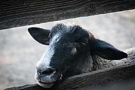 動物,吻,黑