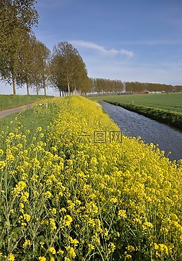 芥菜籽,至,molendijk puttershoek