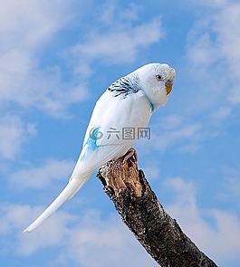 鸚鵡,鳥,小小鳥