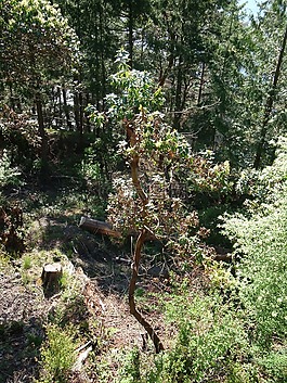 樹,澀,結(jié)算