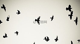 鸟,鸽子,飞行