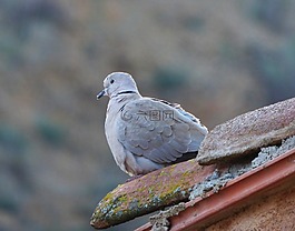 斑鳩,斑鳩土耳其,瞭望