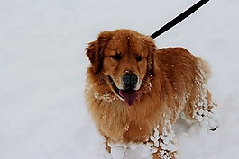 雪,狗,寵物