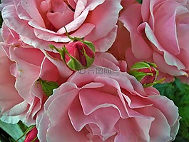 花,玫瑰,花的