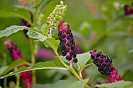 美洲商陸,漿果,花園