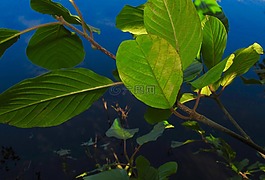 葉子,綠色,秋