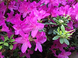 映山紅,花,粉紅色