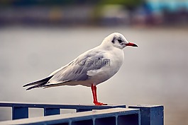 鳥,海鷗,動(dòng)物