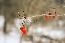 樹(shù),漿果,枝杈