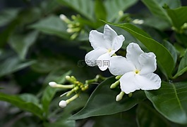 茉莉花,白色的花,天性