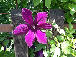 鐵線蓮,籬笆,開花