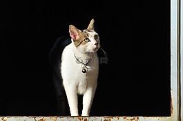 寵物,動物,哺乳動物