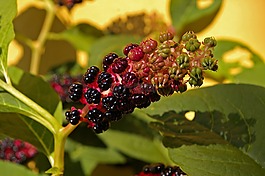 美洲商陸,漿果,花園
