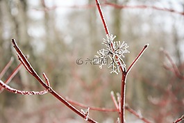 雪花,嫩枝,植物