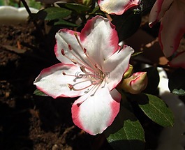 映山紅,花卉,宏