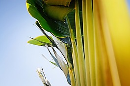 香蕉樹(shù),花園,裝飾