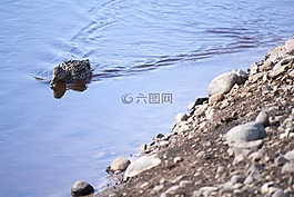 鴨,水,夏天
