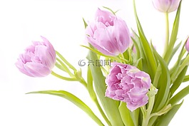 鮮花,郁金香,春
