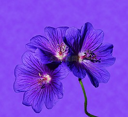 花,鮮花,藍(lán)色