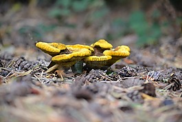 野生蘑菇,黃色,自然