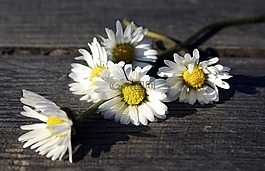 白色的花朵,黛西,木桌