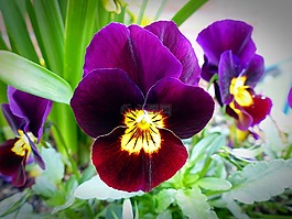 花開(kāi)花,潘茜,廠