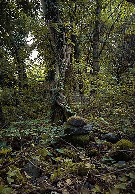 黑暗,秋,森林
