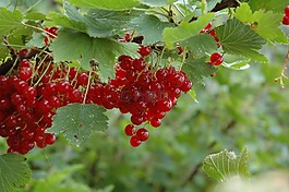 紅色,葡萄干,漿果
