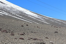 邊坡,山,放牧