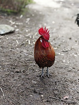 鳥,自然,動物