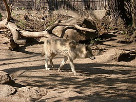 狼,動(dòng)物,動(dòng)物園