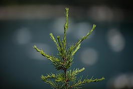 自然,葉,植物區(qū)系