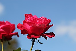 紅玫瑰,自然,開花