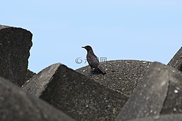 動物,海灘,波斷塊