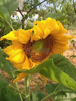 向日葵,花園,黃色