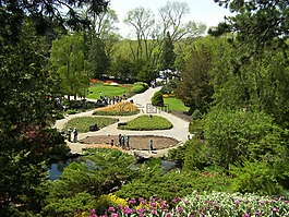花園,鮮花,綠色